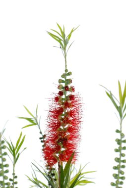 Red bottle brush tree clipart