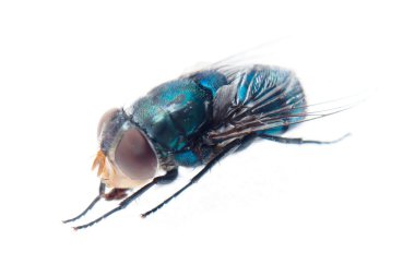 Bluebottle fly clipart