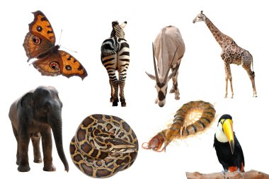 Wild animal collection clipart