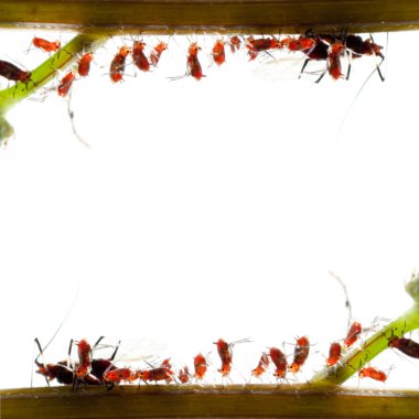 Insect aphid family clipart