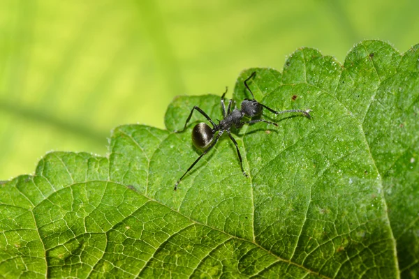 Μακροεντολή εντόμων μυρμήγκι — Φωτογραφία Αρχείου