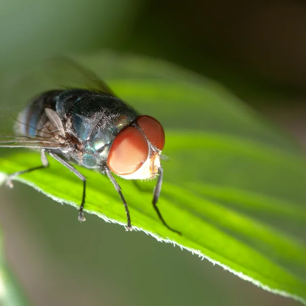 Εντόμων μύγα — Φωτογραφία Αρχείου