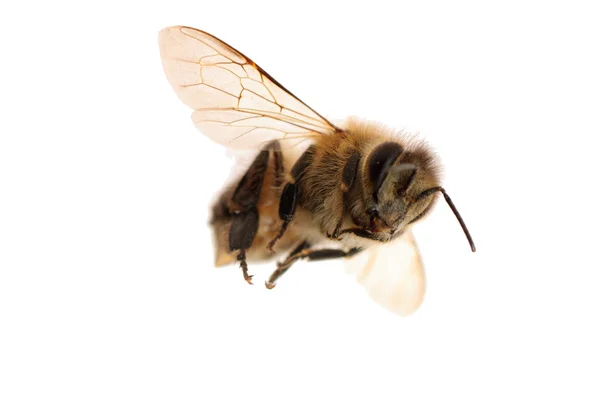 Insektenbiene — Stockfoto