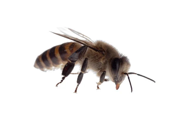 Böcek bee — Stok fotoğraf