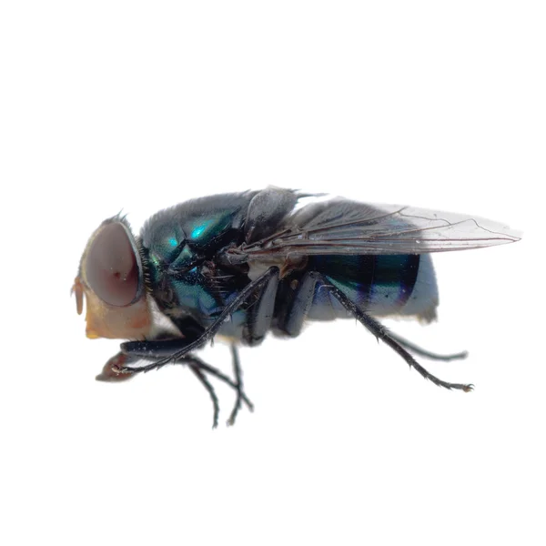 Bluebottle fly — Stock Photo, Image