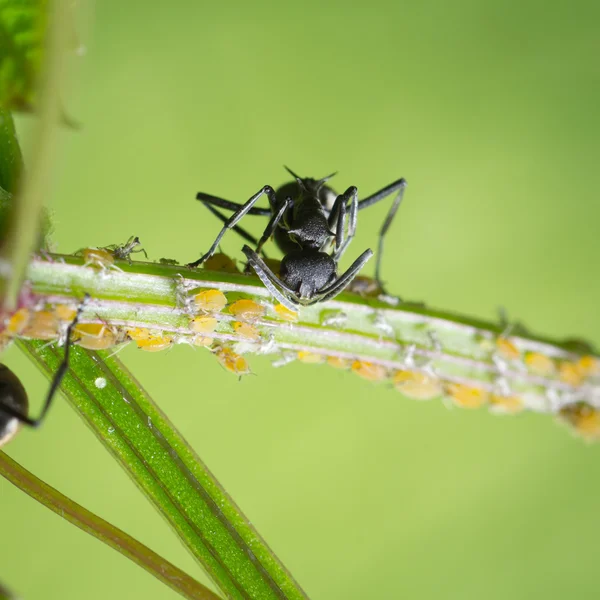 Fourmi insecte — Photo
