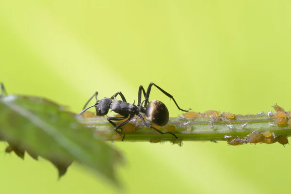 곤충 개미 — 스톡 사진