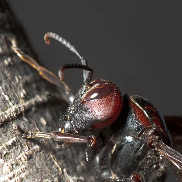 Hornet wasp — Stock Photo, Image