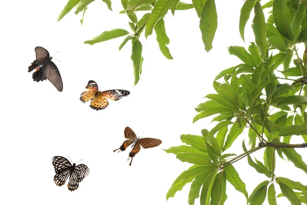 Létající motýl — Stock fotografie