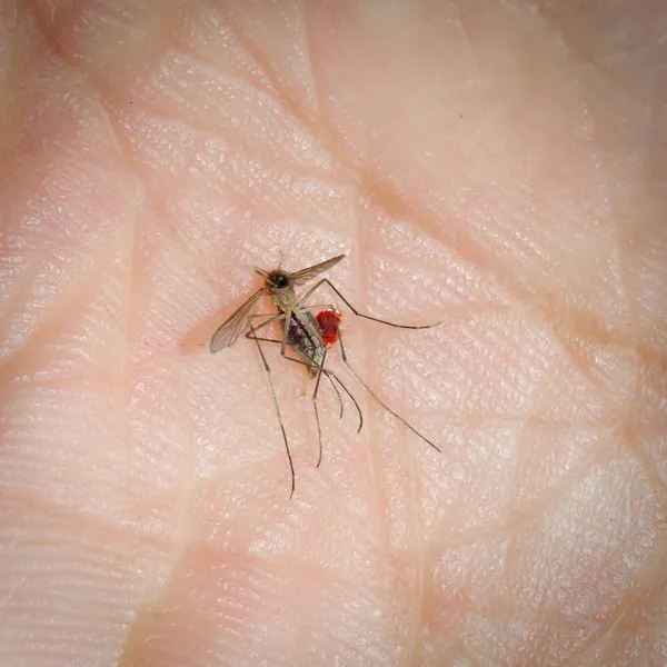 Mosquito muerto —  Fotos de Stock