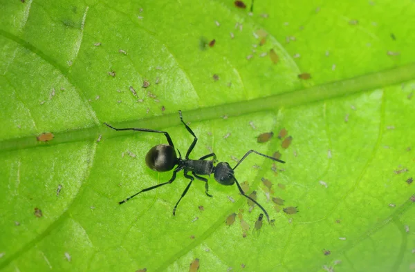 Μυρμήγκι σε πράσινο φύλλο — Φωτογραφία Αρχείου
