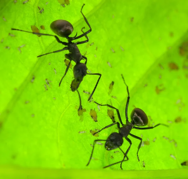 Ameise auf grünem Blatt — Stockfoto