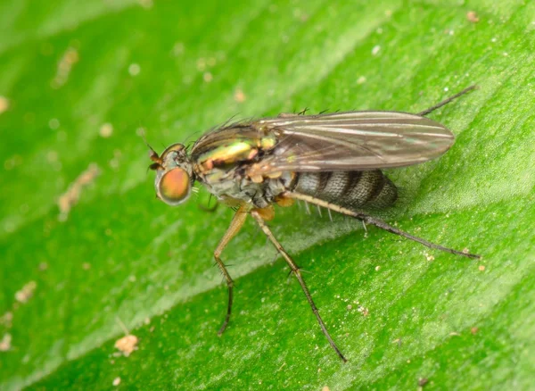 Муха насекомых на листе — стоковое фото
