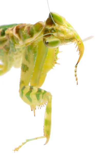 花卉螳螂 — 图库照片