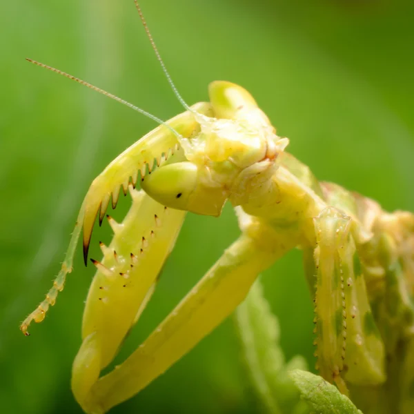 Flower praying mantis — Stock Photo, Image