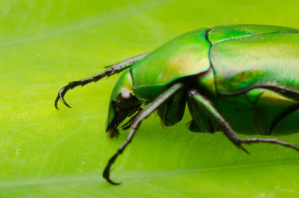 Kwiat zielony chrząszcz — Zdjęcie stockowe