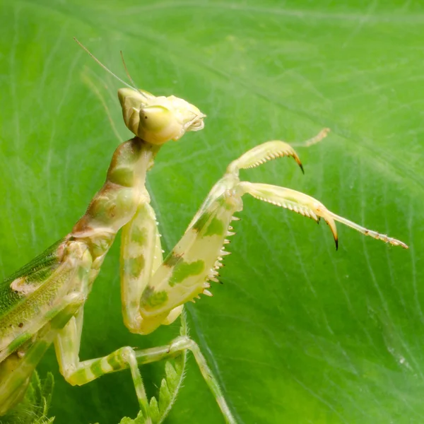 Bloem praying mantis — Stockfoto