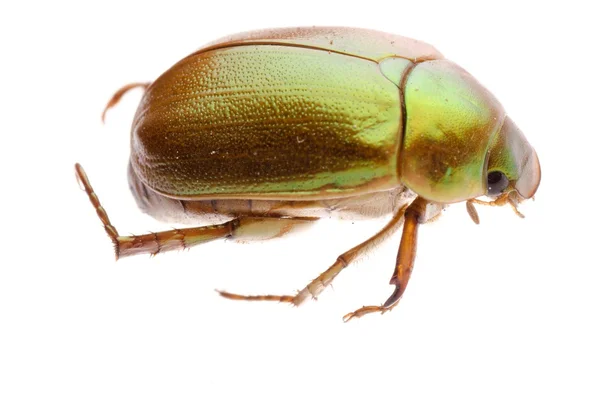 Peut-être le scarabée — Photo
