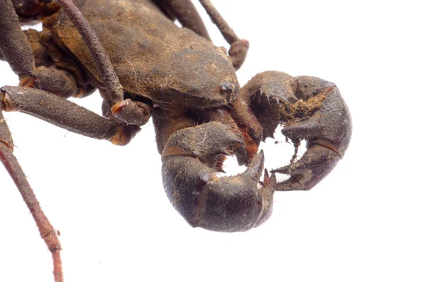 Scorpion vigne — Photo
