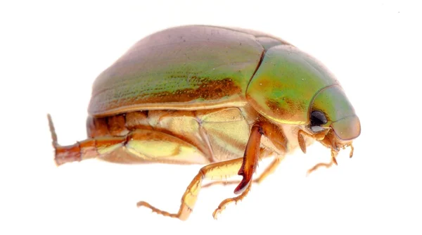 Escarabajo de mayo — Foto de Stock