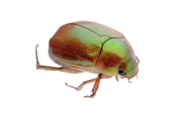 Maja chrząszcz — Zdjęcie stockowe