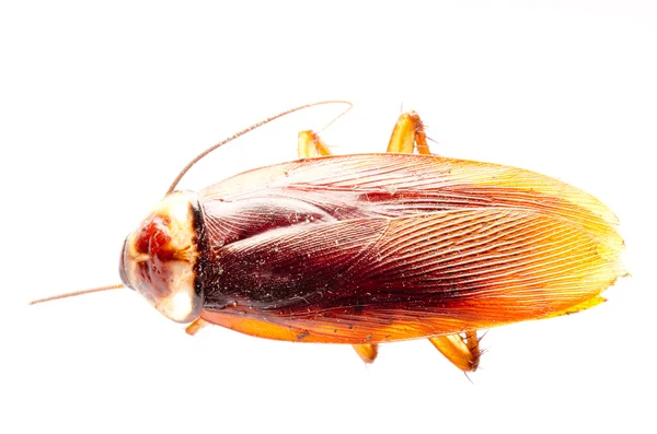 Kakkerlak — Stockfoto