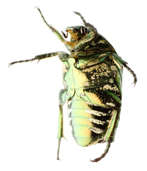 分離されたカブトムシ昆虫ローズ コガネムシ — ストック写真