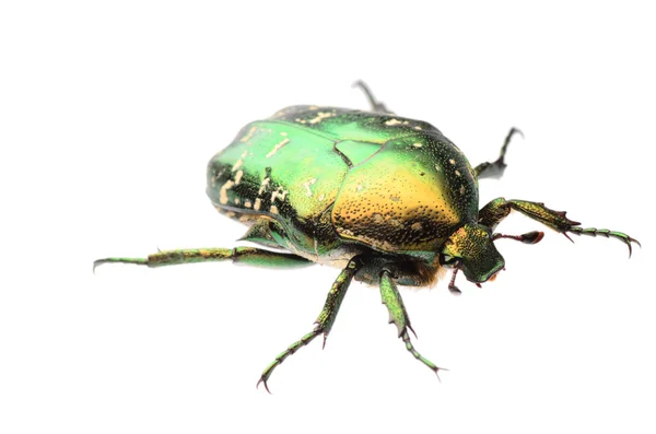 Beetle insect rose chafer isolated — Stock Photo, Image