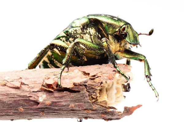 Bogár rovar cserebogár elszigetelt — Stock Fotó