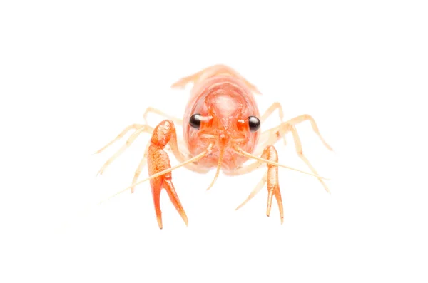 Crayfish isolé — Photo