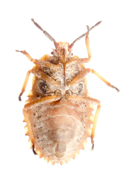 Insect stink bug — Stock Photo, Image