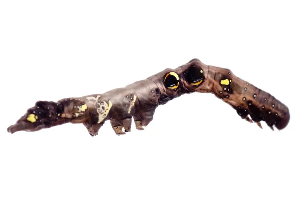 Pillangó moly caterpillar — Stock Fotó