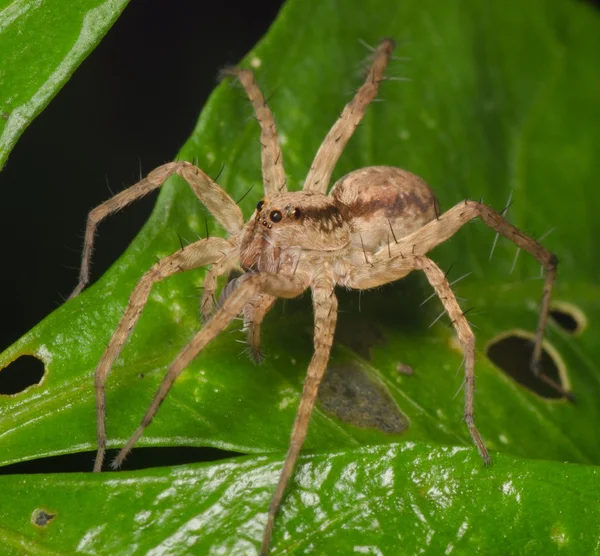Proie d'araignée sauteuse chenille — Photo