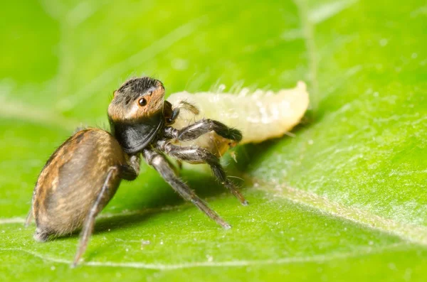 Hoppande spindel offer larv — Stockfoto