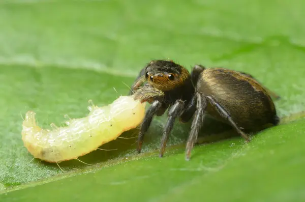 Proie d'araignée sauteuse chenille — Photo