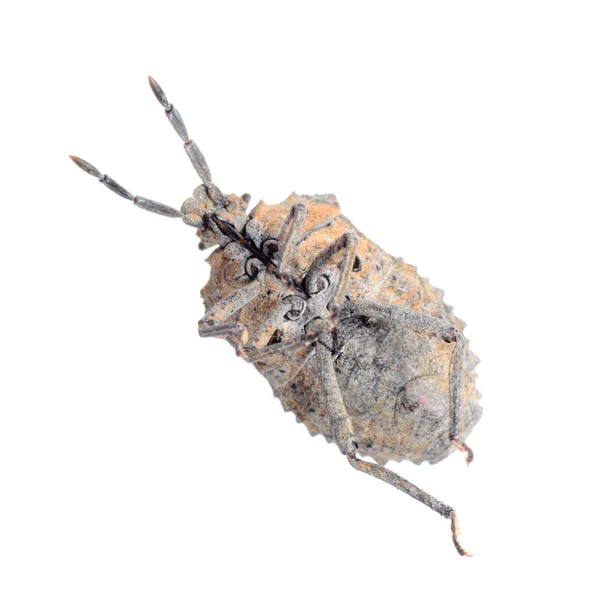 Hmyzu smradlavého chrobáka — Stock fotografie