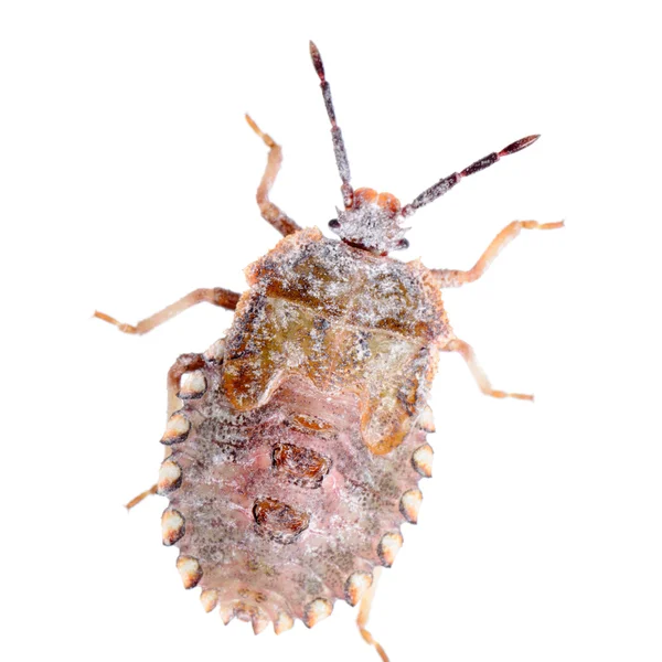 Hmyzu smradlavého chrobáka — Stock fotografie