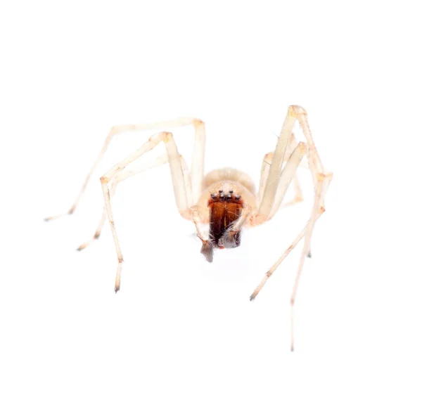 Araña aislada — Foto de Stock