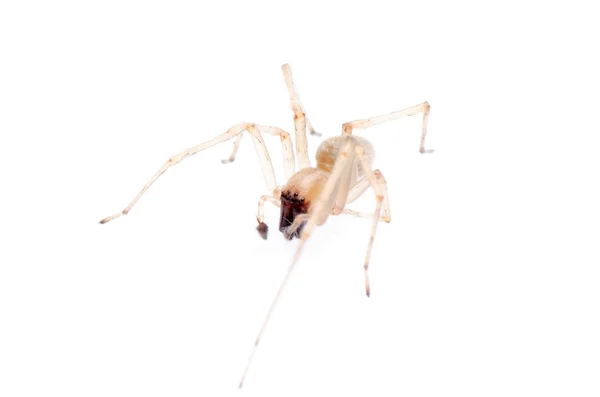 Αράχνη απομονωθεί — Φωτογραφία Αρχείου