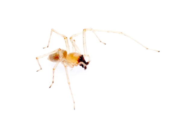 고립 된 거미 — 스톡 사진