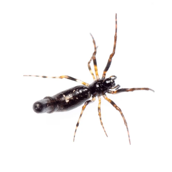 Pavouk, samostatný — Stock fotografie