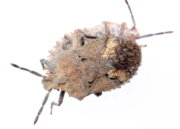 昆虫カメムシ — ストック写真