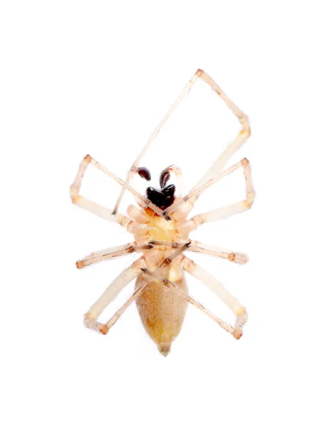 Izole örümcek — Stok fotoğraf