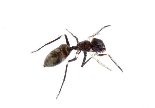 Hormiga imitar araña —  Fotos de Stock