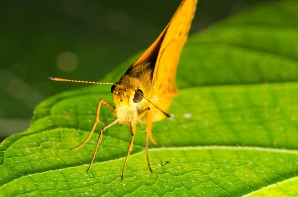 Шкіпер метелик — стокове фото