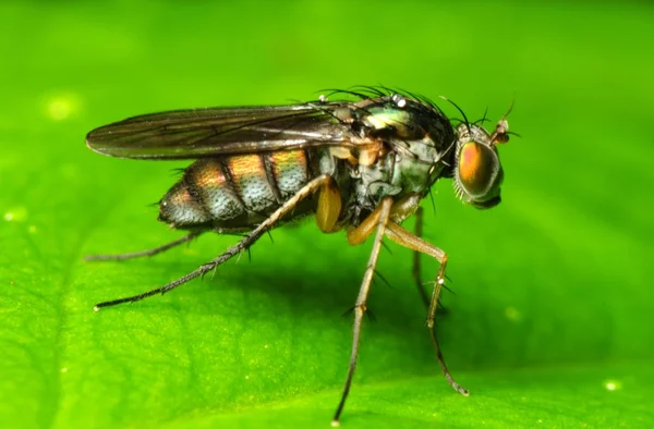 Insekt flyga på blad — Stockfoto