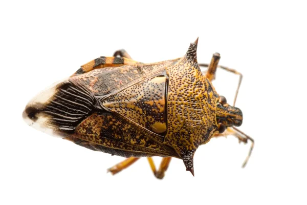 Insekt stank bugg — Stockfoto