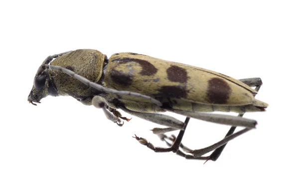 Escarabajo de cuerno largo Longicornio — Foto de Stock