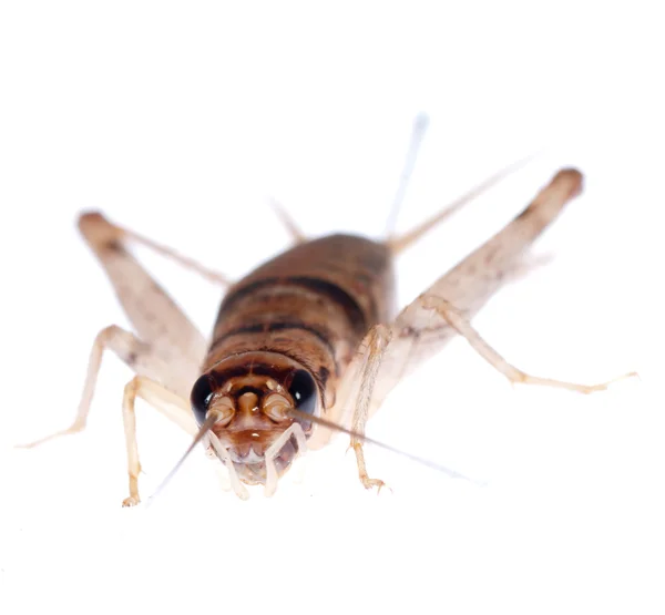Hmyz Cvrček — Stock fotografie