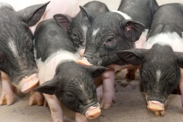 stock image Pig baby pet